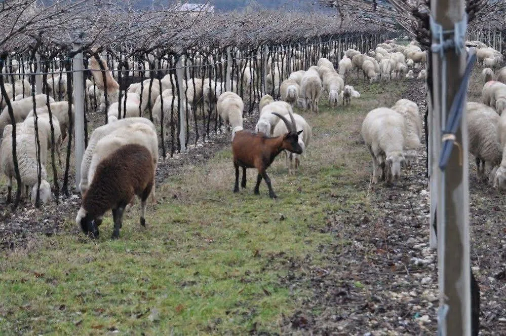 Agriturismo Corte Moranda ヴェローナ ファームステイ